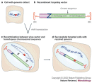 Gene targeting with recombinant adenoviral vectors